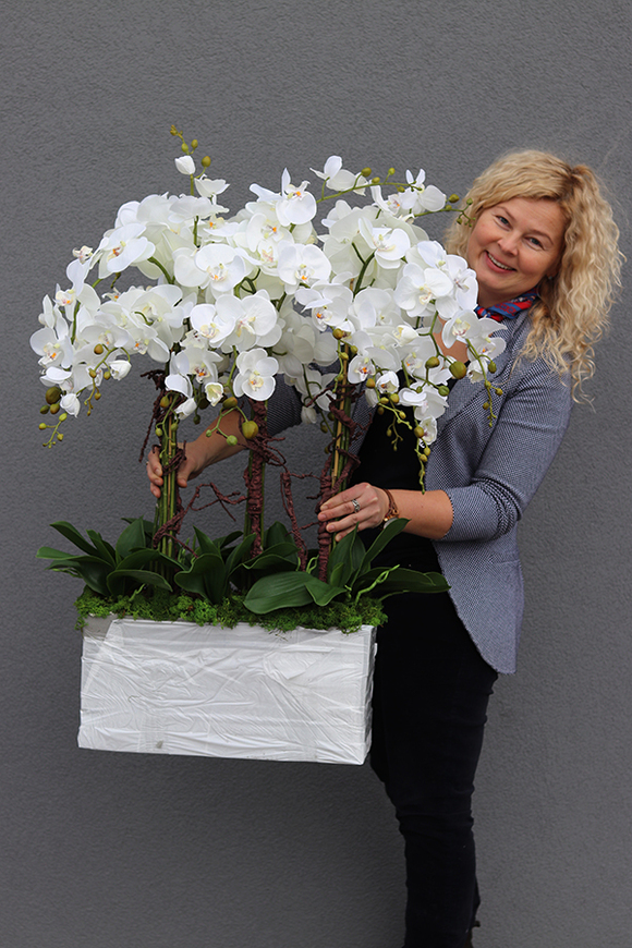 Mediolan Luneto, storczyk do obsadzenia, saute, wym.98x46cm 