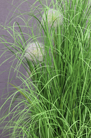 Dandelion Fiberglass White, trawa w białej donicy z dmuchawcami, wys. 190cm