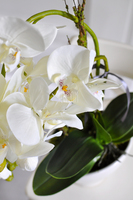 storczyk Clementine w ceramicznej, białej donicy, wys.47cm