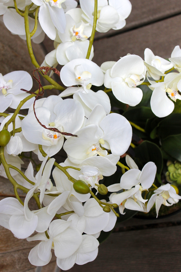 duży storczyk Turquise z sukulentem, wys.80cm