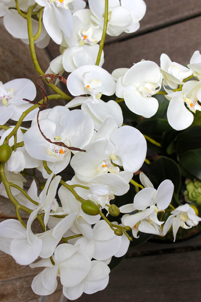 duży storczyk Turquise z sukulentem, wys.80cm