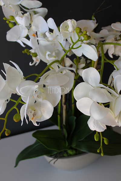 Ballano Beige storczyk w beżowej podłużnej donicy, wys.60cm