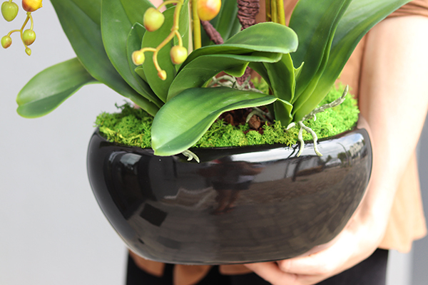 Kresso White, bajeczny storczyk w czarnej donicy, wys.58cm 