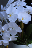 Mediolan White Mini, storczyk w osłonce z tworzywa sztucznego, wys.42cm 