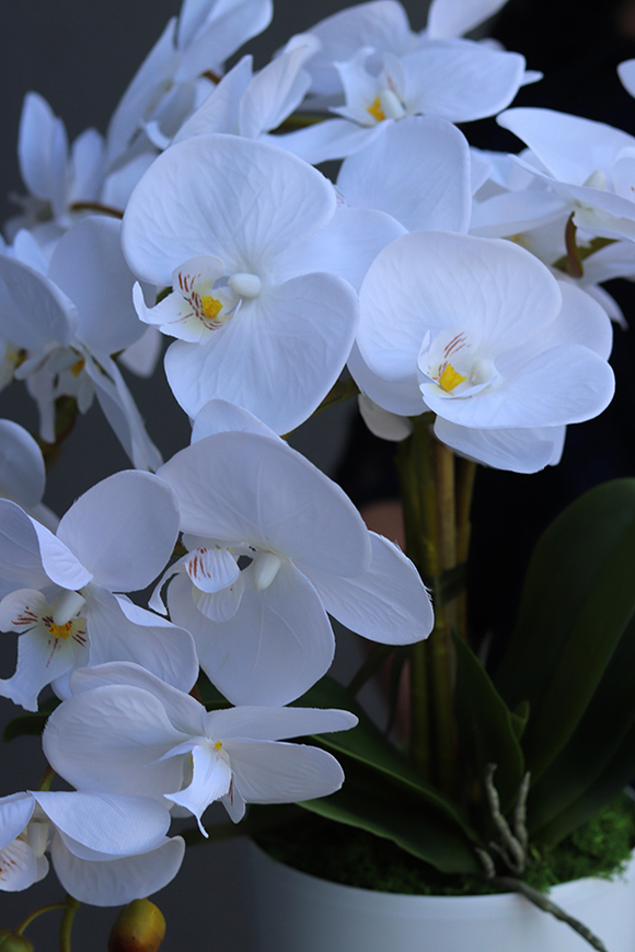 Mediolan White Mini, storczyk w osłonce z tworzywa sztucznego, wys.42cm 