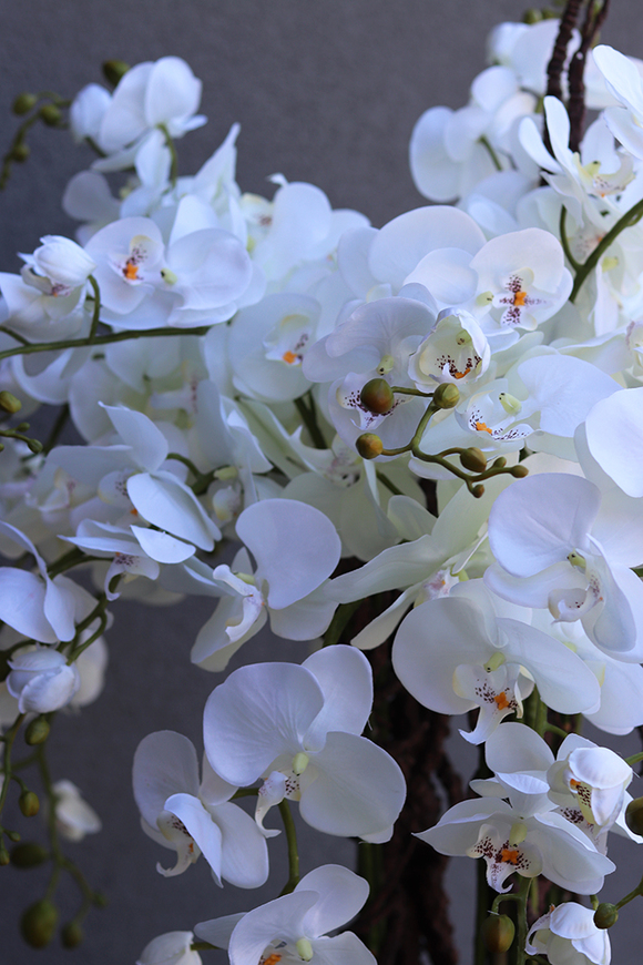 Grande Fiberglass White Extra, efektowny storczyk w białej donicy z fiberglass (połysk), wys.150cm 