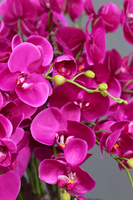 Fuksja Terrano, wysoki sztuczny storczyk w czekoladowej donicy, wys.135cm