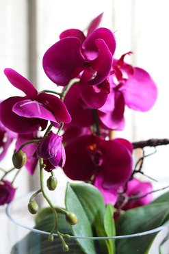 Ilumia Fuksja Glassier, sztuczny storczyk w szklanym naczyniu, wys.37cm 