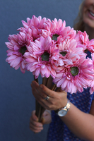 Gerbery Flamenco, bukiet różowych kwiatów, dł.51cm