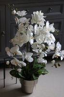 elegancki storczyk w metalowej donicy, Polleona 2, wys.89cm