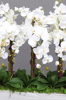 Mediolan Luneto, storczyk do obsadzenia, saute, wym.98x46cm 