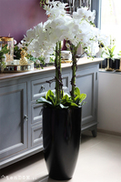 duży storczyk Black Fiberglass Grande Dorea w czarnej donicy, wys.144cm