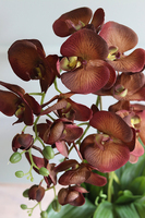 Dziewczyny Lubią Brąz, oryginalny storczyk do dekoracji, wys.56cm