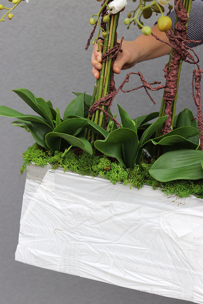 Mediolan Luneto, storczyk do obsadzenia, saute, wym.98x46cm 