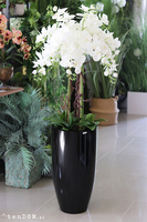 duży storczyk Black Fiberglass Grande Dorea w czarnej donicy, wys.144cm