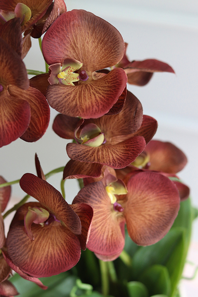 Dziewczyny Lubią Brąz, oryginalny storczyk do dekoracji, wys.56cm