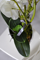 storczyk Clementine w ceramicznej, białej donicy, wys.47cm