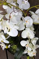 duży storczyk Turquise z sukulentem, wys.80cm