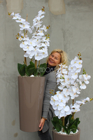 bardzo duży storczyk Kallena w donicy cappuccino, wys.150cm 