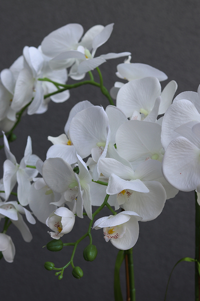 elegancki storczyk Kleopatra w czarnej donicy, wys.82cm