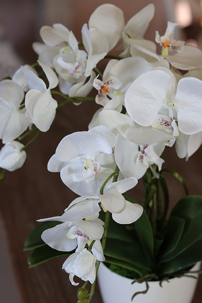 Mediolan White Mini, storczyk w osłonce z tworzywa sztucznego, wys.42cm