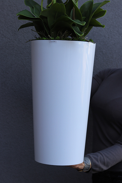 Mediolan White, sztuczny storczyk w wysokiej białej donicy, wys.104cm