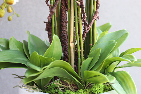 Grande Fiberglass White Extra, efektowny storczyk w białej donicy z fiberglass (połysk), wys.150cm