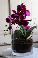 Ilumia Fuksja Glassier, sztuczny storczyk w szklanym naczyniu, wys.37cm 