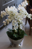 elegancki storczyk Grande Champagne w coolerze, wys.87cm