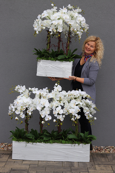 Mediolan Luneto, storczyk do obsadzenia, saute, wym.98x46cm 