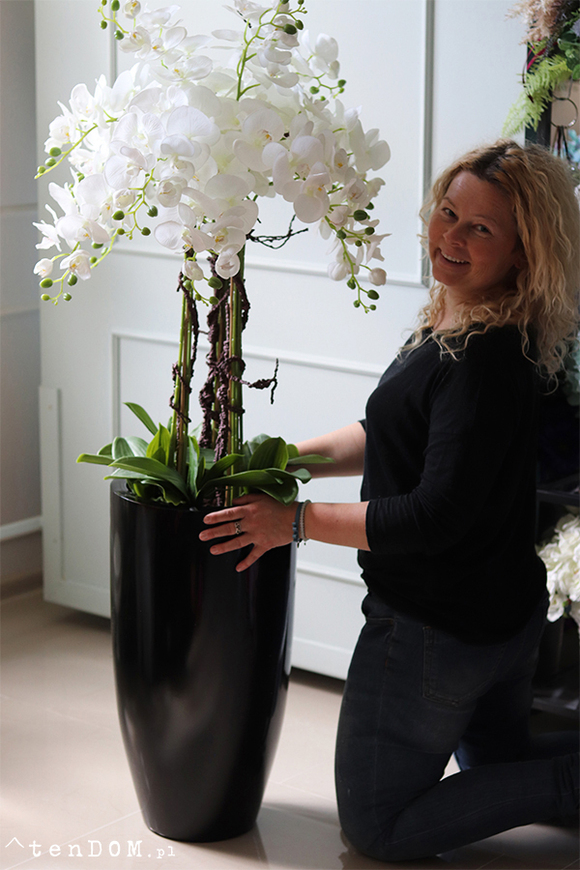 duży storczyk Black Fiberglass Grande Dorea w czarnej donicy, wys.144cm