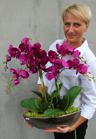 efektowny storczyk Fuksja 2 w lustrzanej donicy Laos, wys.65cm