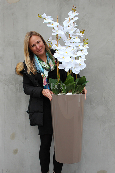 bardzo duży storczyk Kallena w donicy cappuccino, wys.150cm