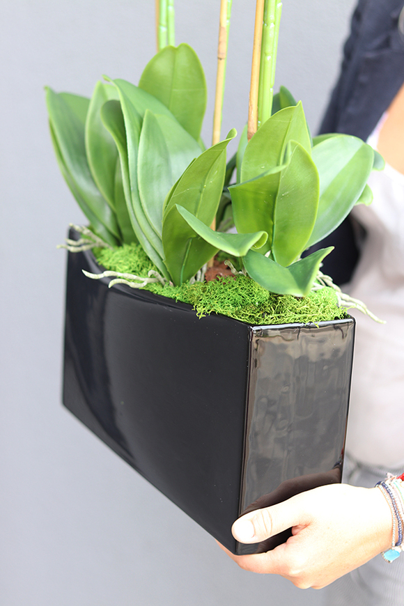 elegancki storczyk Kleopatra w czarnej donicy, wys.82cm