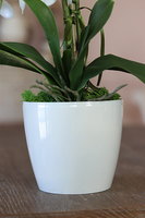 Mediolan White Mini, storczyk w osłonce z tworzywa sztucznego, wys.42cm