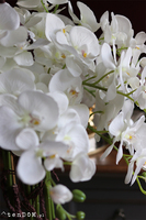 duży storczyk Black Fiberglass Grande Dorea w czarnej donicy, wys.144cm