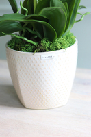 Dziewczyny Lubią Brąz, oryginalny storczyk do dekoracji, wys.56cm