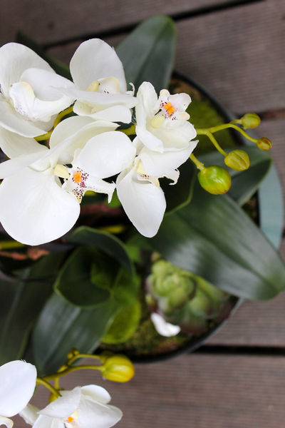 duży storczyk Turquise z sukulentem, wys.80cm