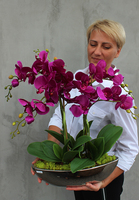 efektowny storczyk Fuksja 2 w lustrzanej donicy Laos, wys.65cm