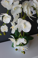 storczyk gumowy Camilla White w ceramicznej, białej donicy, wys.61cm