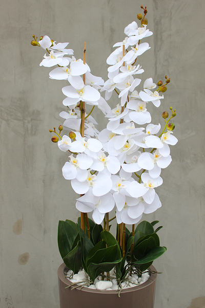 bardzo duży storczyk Kallena w donicy cappuccino, wys.150cm 