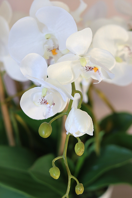 Pallano Big, niesamowity storczyk w cynowanym naczyniu, wys.57cm