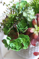 Boho Basket A, kompozycja sukulenty w donicy - koszu, wym.38x32cm