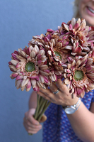 Gerbery Flamenco, bukiet beżowych kwiatów, dł.51cm