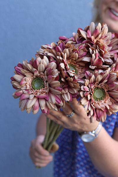 Gerbery Flamenco, bukiet beżowych kwiatów, dł.51cm