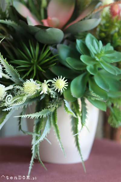 Albertina Design, kompozycja z sukulentami, wym.36x30cm