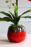 Czerwony storczyk jak żywy, Viedma, wys.67cm