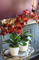 czerwony storczyk w ceramicznej donicy, Miedziany, wys.56cm