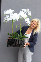 elegancki storczyk Kleopatra w czarnej donicy, wys.82cm