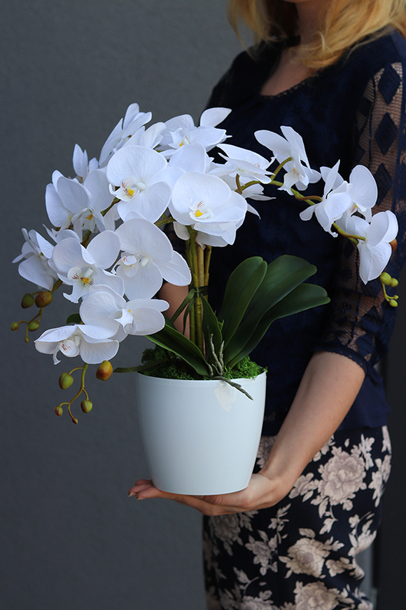 Mediolan White Mini, storczyk w osłonce z tworzywa sztucznego, wys.42cm